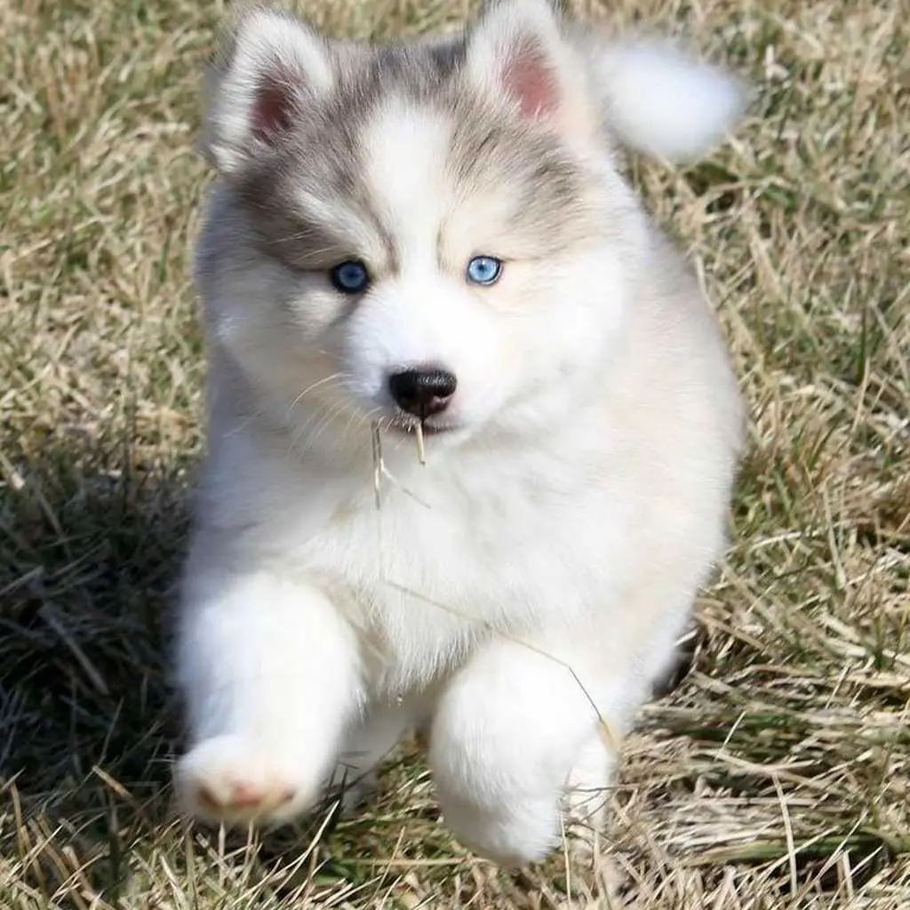 Razas Grandes - cachorro 1