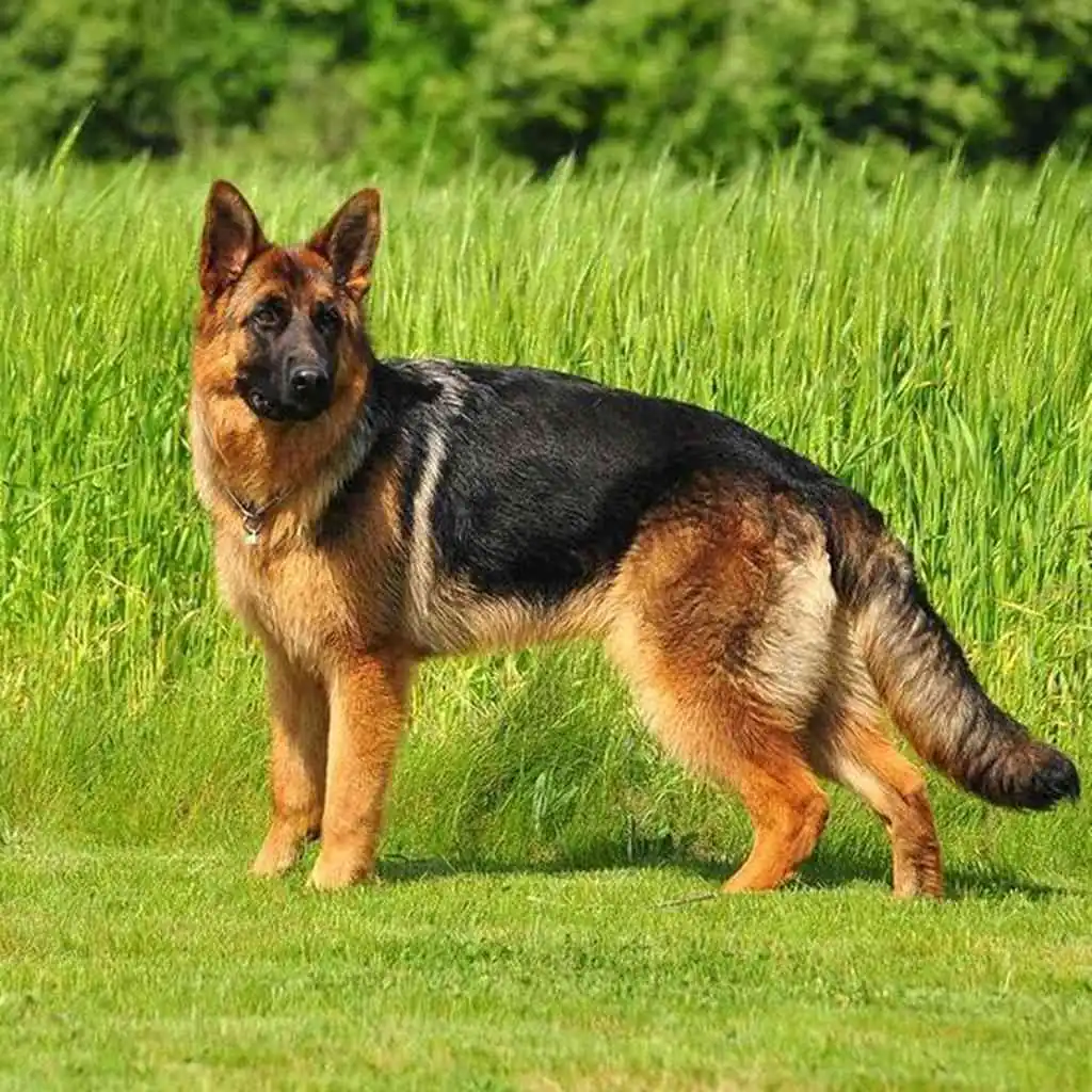 Razas Grandes - cachorro 4