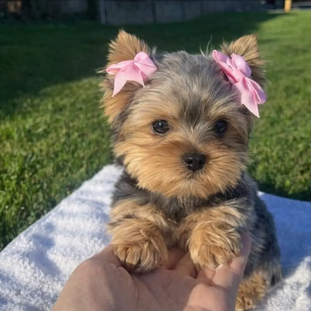 Precio del Yorkshire Terrier en Colombia: guía 2026