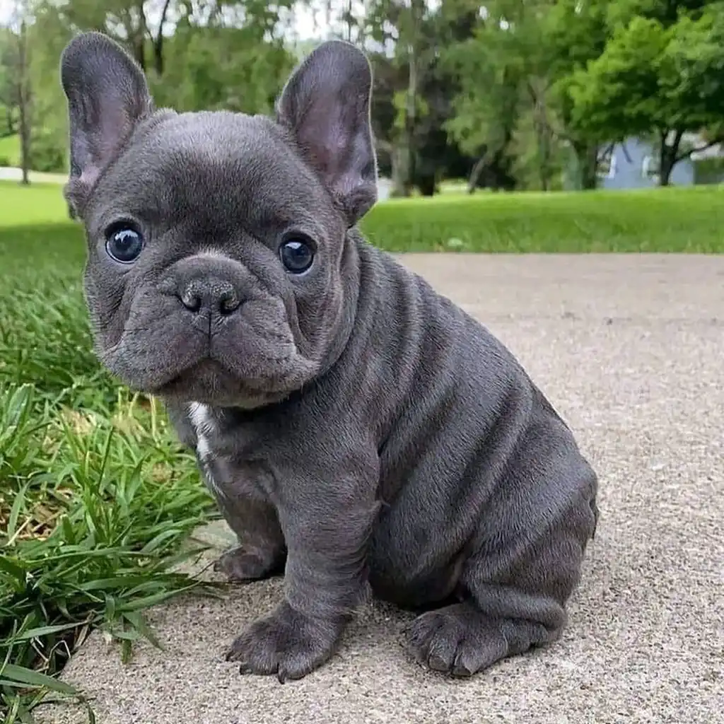 ¿Cuánto cuesta un Bulldog Francés en Colombia? Precio real 2026