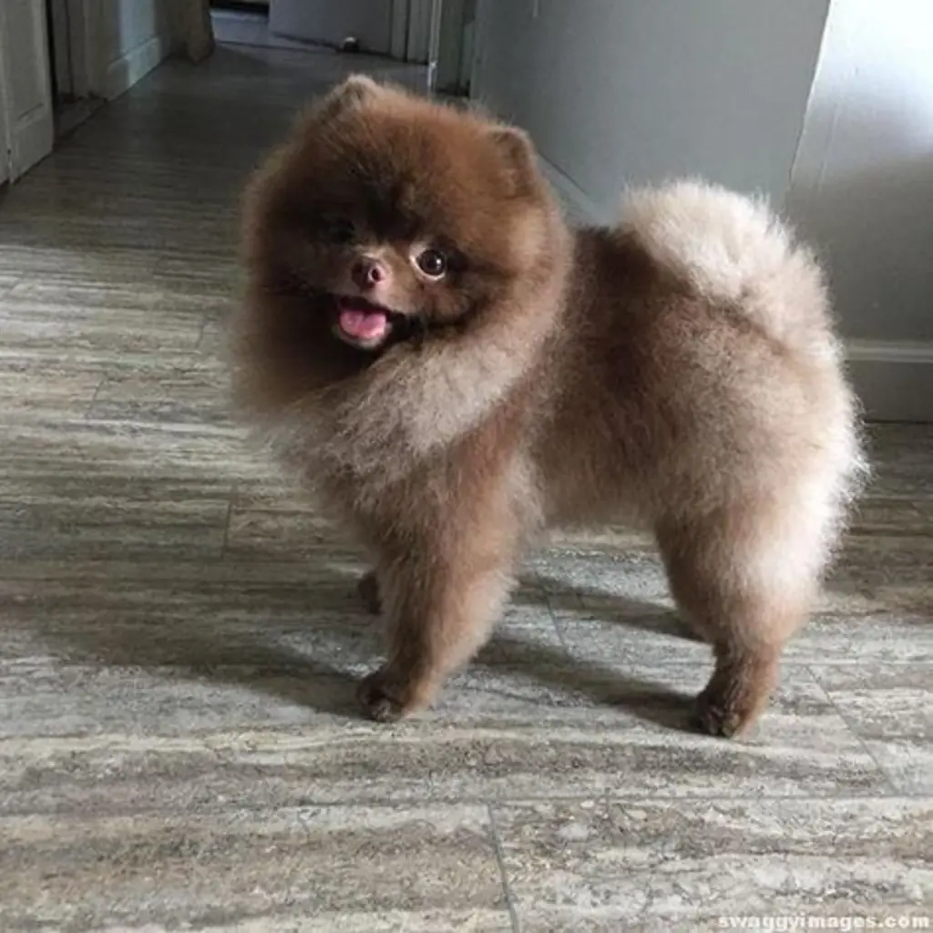 Pomerania Cara de Oso: precio en Colombia 2026